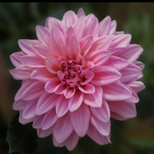 Dahlienzwiebeln Knollen dahlien knollen xxl Dahlien knollen winterhart Dahlien knollen großblumig winterhart Dahlien knollen winterhart rot