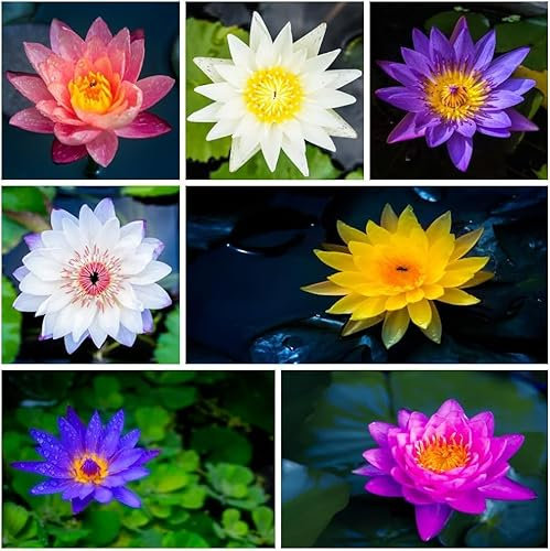 60 Stück Lotus-Samen für die Bepflanzung im Wasser - leicht zu wachsen Lotusblume Samen mit hoher Keimung, Seerose für Teiche & Hausgärten (Anfänger-freundlich)