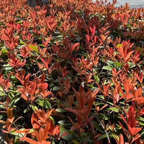 ligustro lucido - semi piante da giardino arbusti per il giardino ligustro lucido arbusto piante in vaso pianta di siepe di pettirosso rosso vaso per - Serie Rare - pianta in esotiche 100pcs