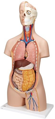 3B Scientific Classic-Torso-Modell, in klassischer Ausführung, geschlechtsneutral, 12-teilig, inkl. anatomischer Software „3B Smart Anatomy“ (evtl. nicht in deutscher Sprache)