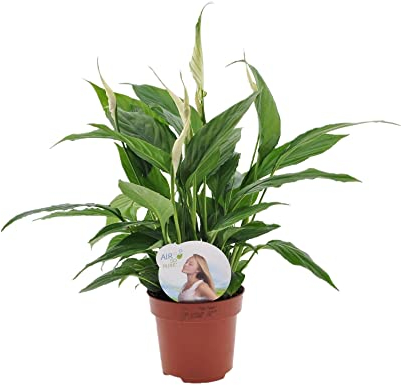 Plant in a Box - Spathiphyllum 'Torelli' - Friedenslilie - Einblatt - Zimmerpflanzen - Topf 12cm - Höhe 30-45cm