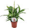Plant in a Box - Spathiphyllum 'Torelli' - Friedenslilie - Einblatt - Zimmerpflanzen - Topf 12cm - Höhe 30-45cm