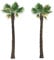 Washingtonia filifera 20 x Palmensamen Washington Palme frosthart