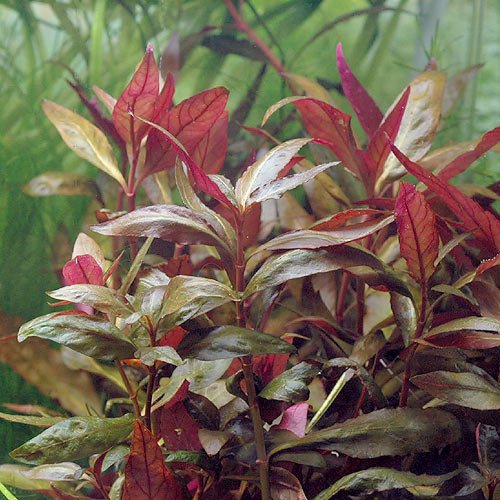 Lilablättriges Papageienblatt / Alternanthera reineckii 'Lilacina' - Wasserpflanzen