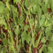 scharfe Chili aus Portugal Jindungo Schoko in 100% Naturqualität - 25 x Samen - scharf pikant