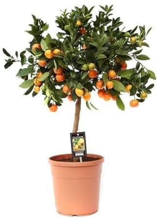 Citrus microcarpa - Calamondinorange - Topf Ø22 Höhe 80 cm