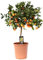 Citrus microcarpa - Calamondinorange - Topf Ø22 Höhe 80 cm