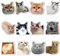 Kühlschrankmagnete mit lustiger Katze, niedliche Kühlschrankmagnete, Dekoration, Moral, humorvoll, Einweihungsgeschenk für Zuhause, Büro, Schränke, Schule, Spind, Whiteboard, Geschirrspüler, verdickt,
