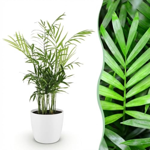 Chamaedorea elegans - Golden Palm - Haustierfreundliche Pflanze - Grün - mit Potter White - 15cm - Ø12cm - Zimmerpflanze - Komplettes Set - Pflanze mit Topf