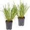 2 Pennisetum Hameln, erba della lampada, erba ornamentale, resistente all'inverno, dimensioni: 13 cm - 15-20 cm