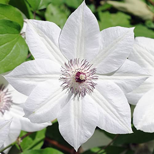Hardy Perennial Clematis ‘Snow Queen’ in 3L Pot Flowering Climber Potted Garden Plants Ideal for Cottage Gardens, Walls Fences Patio and Containers by Thompson & Morgan (1)