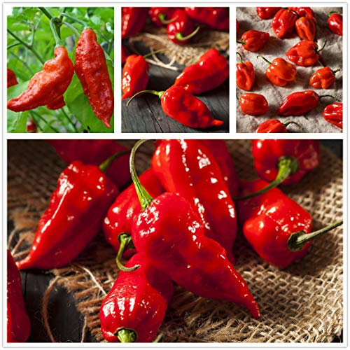 Ghost Hot Pepper Seeds-bhut jolokia Red 1,000,000 shu 3oz Organic Hot Chili Vegetable Seed Organic Carolina Reaper Pepper Seeds (hot Chilli) (20 + semi)