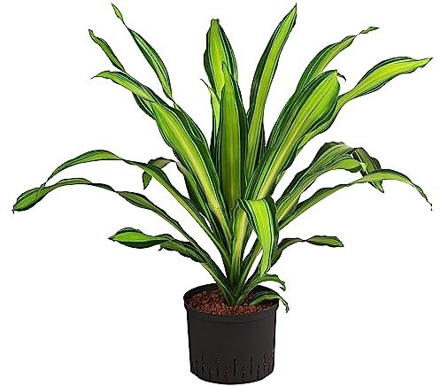 Dehner Drachenbaum Burley, in Hydrokultur, ca. 80 cm, Ø Topf 25 cm