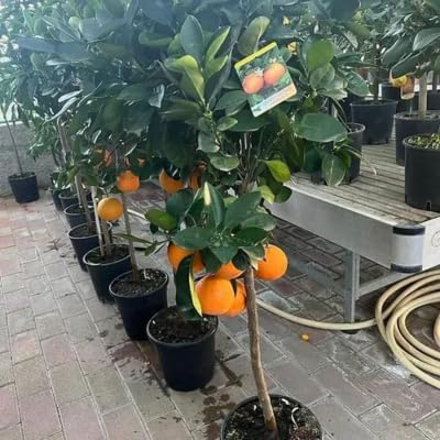 EURO PLANTS VIVAI Agrumi Arancio Valencia Alberi da Frutto Pianta da Frutto su Vaso 35 cm Altezza 150-160 cm