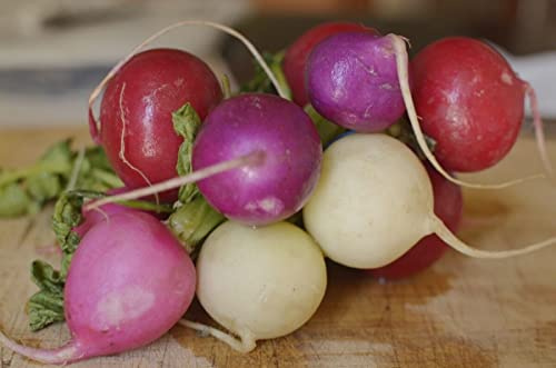 Ostereier Radieschen - Easter Egg radish - 200+ Samen - Saatgut - Seeds R 027