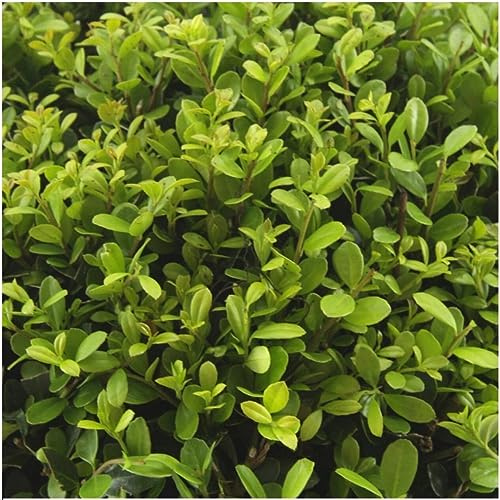 Stechpalme – Ilex crenata 'Jenny' – 12 Pflanzen – Immergrün – Winterhart – Alternative zu Buchsbaum – Ø7cm 15cm