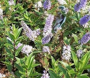 [x1] Hebe Blue Ice | Hardy Evergreen Garden Shrubs |Lilac-Blue Flowers | P9