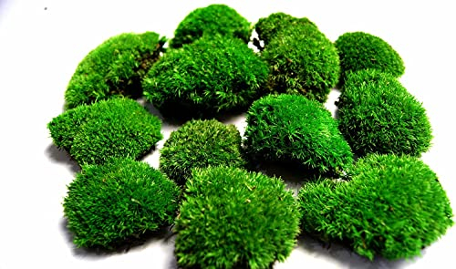 Hello Moss Konserviertes Moos nach Gewicht - Moos Deko Für Sie - Kugelmoos Konserviert Für Ihr Haus - Erstellen Sie Moosbild - Geeignet als Moos Terrarium und Wälder im Glas
