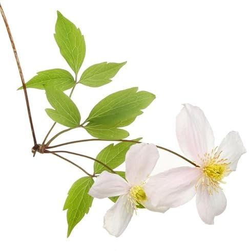 Clematis Plants, Clematis Montana 'Grandiflora', 2 x Full Plants in 1 Litre Pots, Garden Ready and Ready to Plant, Premium Quality Garden Perennials