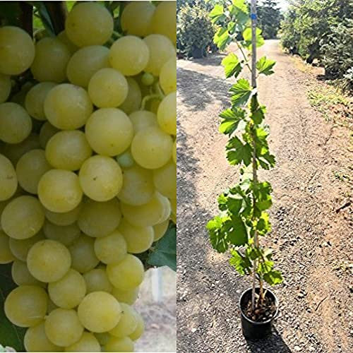 2 piante UVA ITALIA BARBATELLE INNESTATE PRIMA SCELTA vaso 17