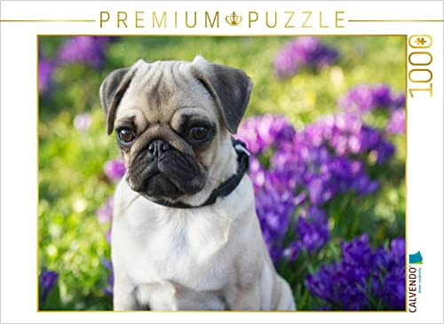 CALVENDO Puzzle Mops Welpe 1000 Teile Lege-Größe 64 x 48 cm Foto-Puzzle Bild von Heidi Bollich