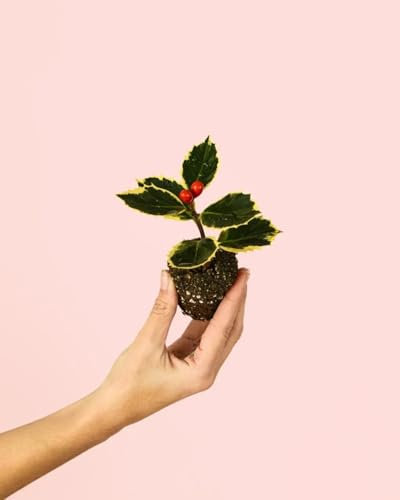 Acebo - Ilex Variegado | Mini Plantas Naturales Navidad | Pur Plant