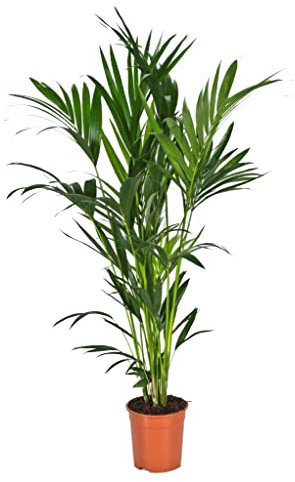 Palmier Kentia???Palmier (Howea Iana foresti?re), magnifiques Chambres Plante, Tr?s facile d'entretien - ca. 150cm hoch