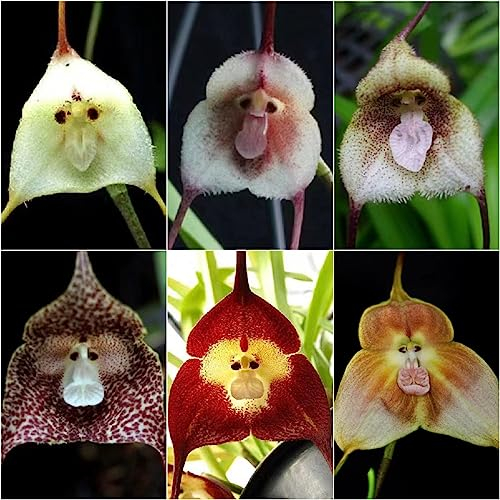 50 Stücke Affen Orchidee Samen, Affengesicht Orchidee Pflanze, Wildblumensamen, Balkonpflanzen (Dracula Simia) Blumenwiese Samen, Gärtner Geschenke Hochbeet Samen, Schmetterlingsgarten