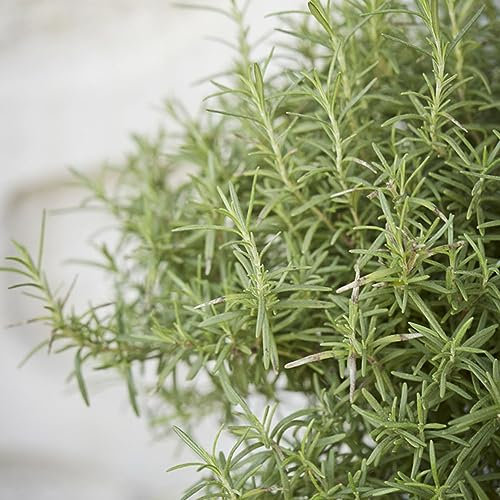 100 pcs colakraut samen - deko wohnzimmer modern,Artemisia abrotanum,cola kraut kräuterbeet winterfeste pflanzen für balkon heilkräuter pflanztopf dachbegrünung gartenkräuter pflanzensamen