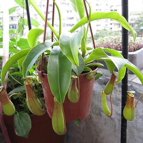 200 Pz Nepenthes Semi Giardino Balcone Patio Bonsai In Vaso Piante Carnivore Semi per Piantare Giardino Semi di Nepente