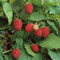 Himbeere 'Schöneman'