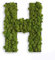 styleGREEN Piktogramm: Buchstabe H Islandmoos