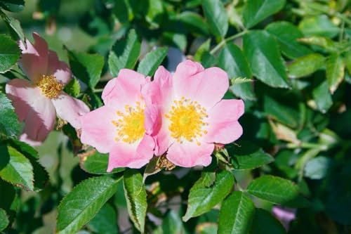 Rosa rubiginosa 40-60 cm - Weinrose, rosa Blüten, Blütezeit Juni-Juli, ideal für Hecken, duftend, bienenfreundlich, pflegeleicht