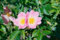 Rosa rubiginosa 40-60 cm - Weinrose, rosa Blüten, Blütezeit Juni-Juli, ideal für Hecken, duftend, bienenfreundlich, pflegeleicht