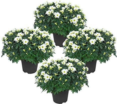 Margaritas de Color Blanco - Pack 4 Plantas - Chrysanthemum o Crisantemos
