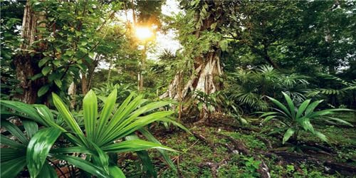 MIRRORANG 120x61cm Deep Forest Terrarium Hintergrund Sonnenschein Tropische Pflanzen Bäume Aquarium Hintergrund Regenwald Reptilien Lebensraum Hintergrund Vinyl