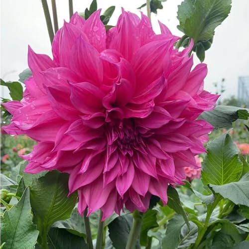 Dahlienzwiebeln Dahlien knollen großblumig winterhart Dahlien knollen winterhart rot Dahlien knollen winterhart