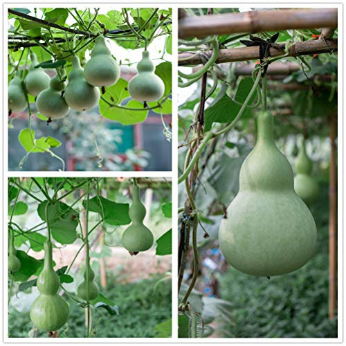 hua xian zi 30 bottiglia di semi ZUCCA Verdure alimentari verdi