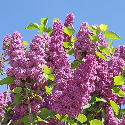 5 Stück Syringa Michel Buchner von Intragarten gewöhnlicher rosa Flieder im Topf
