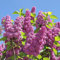 5 Stück Syringa Michel Buchner von Intragarten gewöhnlicher rosa Flieder im Topf