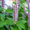 100 piezas Semillas de menta coreana - jardín de hierbas de interior, plantas exóticas Planta de ortiga perfumada, Agastache rugosa, hierbas de jardín, semillas orgánicas Semillas