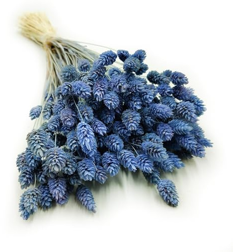 Enchanted Dekogras Getrocknetes Gras Ziergras Kanariengras Phalaris Trockenblumen Natürlich Boho Ca. 100 Stück 80 g Blau
