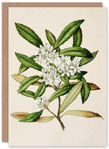 Artery8 Sarah Featon Art Card New Zealand Tawari Plant Flowers