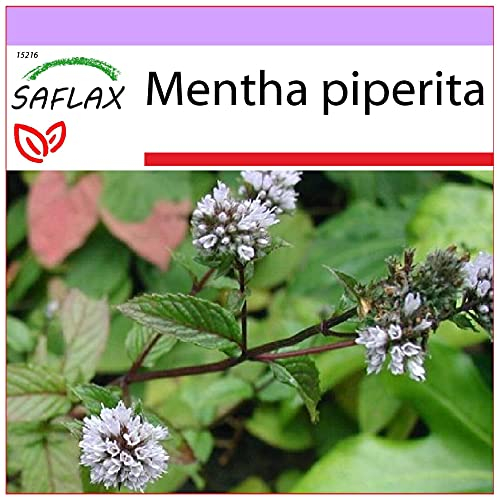 SAFLAX - Menta - 300 semillas - Mentha piperita