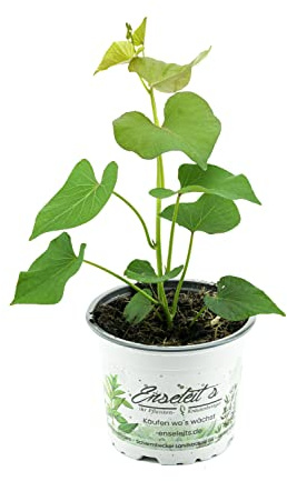 Süßkartoffel Pflanze Ipomea batata, Gemüse Pflanze, Aus Nachhaltigem Anbau!