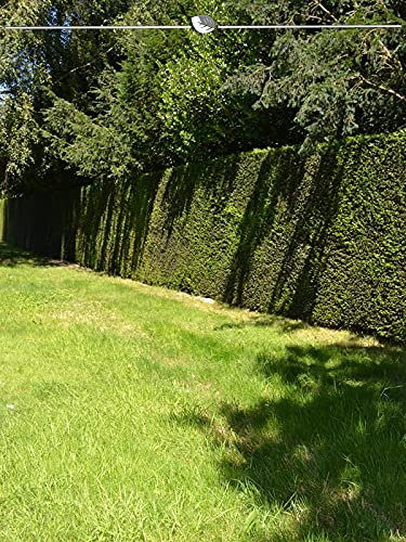 Gemeine Eibe Taxus baccata 40-50 cm IM TOPF. 50x grüne Heckenpflanze. Eibenhecke