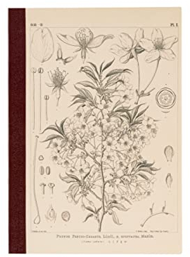 ほぼ日 Tomitaro Makino/Fast Daily Quadratisches Notizbuch (A5), Yamazakura, 3,7 mm, quadratisch, 288 Seiten, 4-farbiges Raster, Notizbuchzubehör