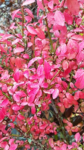 Euonymus alatus 'Compactus' / Fusain à bois ailé compact/Conteneur de 7 à 10 litres