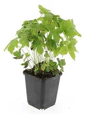 Bodendecker - Knotiger Storchschnabel - Geranium nodosum - 9cm Topf - Set mit 24 Pflanzen