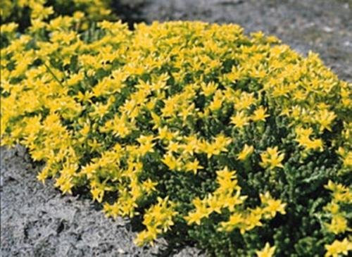 Sedum Stonecrop Acre semi perenni